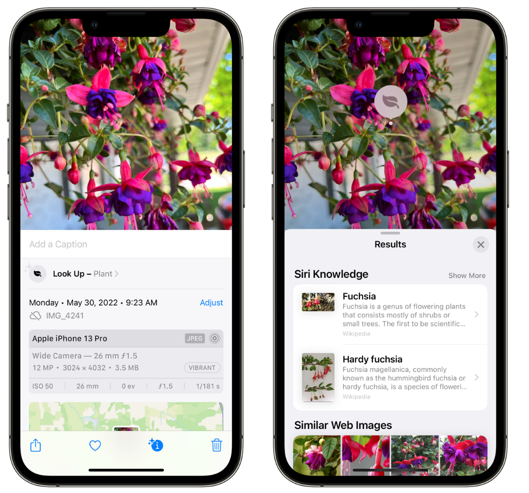 邻水苹果手机维修分享小技巧：使用 iPhone 相机识别花卉植物 